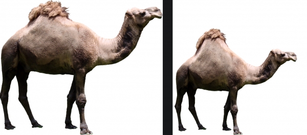 Creation of Helicamel: Step 1